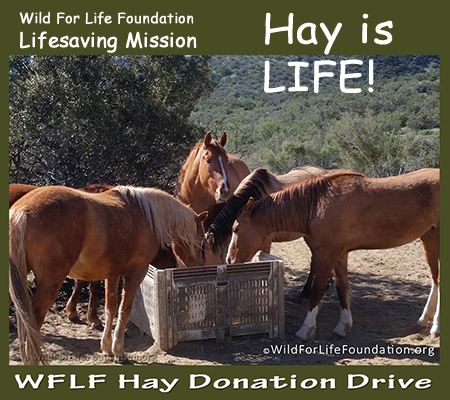 Hay is Life Donation Drive